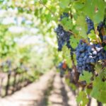 Discover the Unique Flavors of Provence Wines: Grape Varieties and Food Pairings